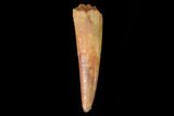 Fossil Pterosaur (Siroccopteryx) Tooth - Morocco #159108-1